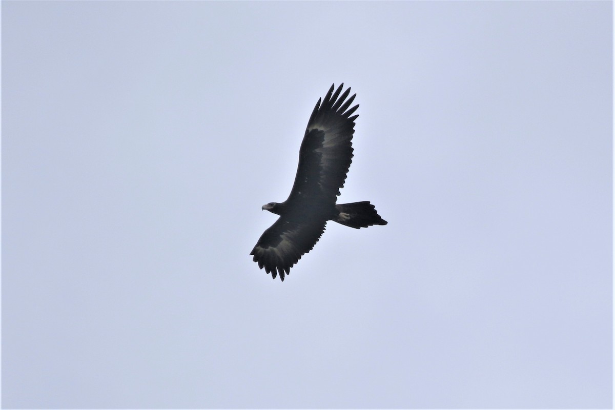 Wedge-tailed Eagle - ML446967171