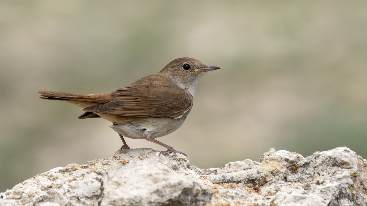 Common Nightingale - Ogün Aydin