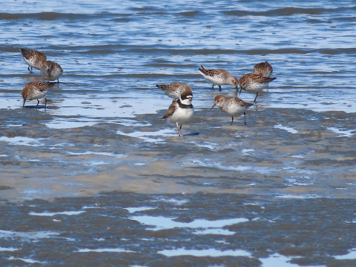 Semipalmated Plover - ML446967801