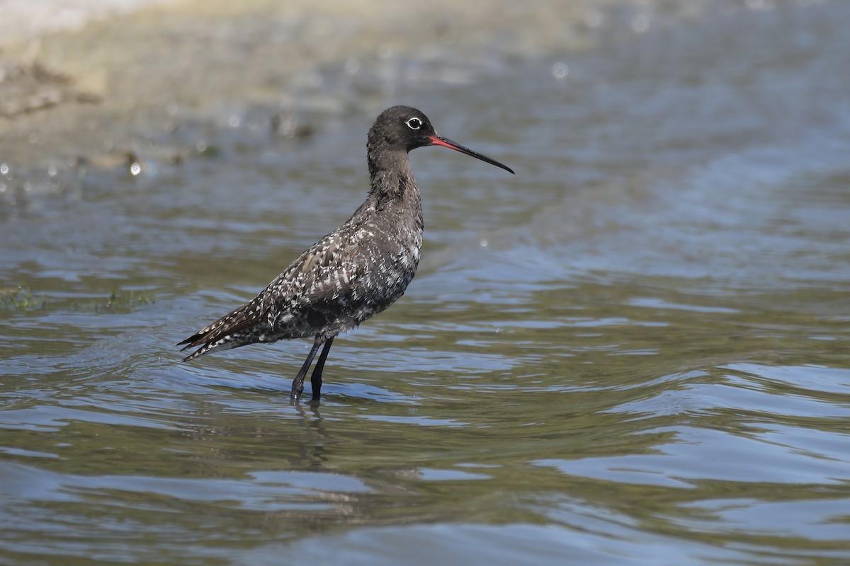 Spotted Redshank - ML446968531