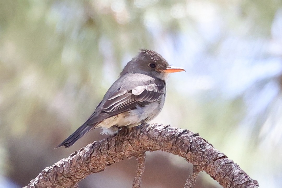 Greater Pewee - ML446968791