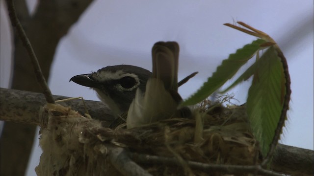 Graukopfvireo - ML446970