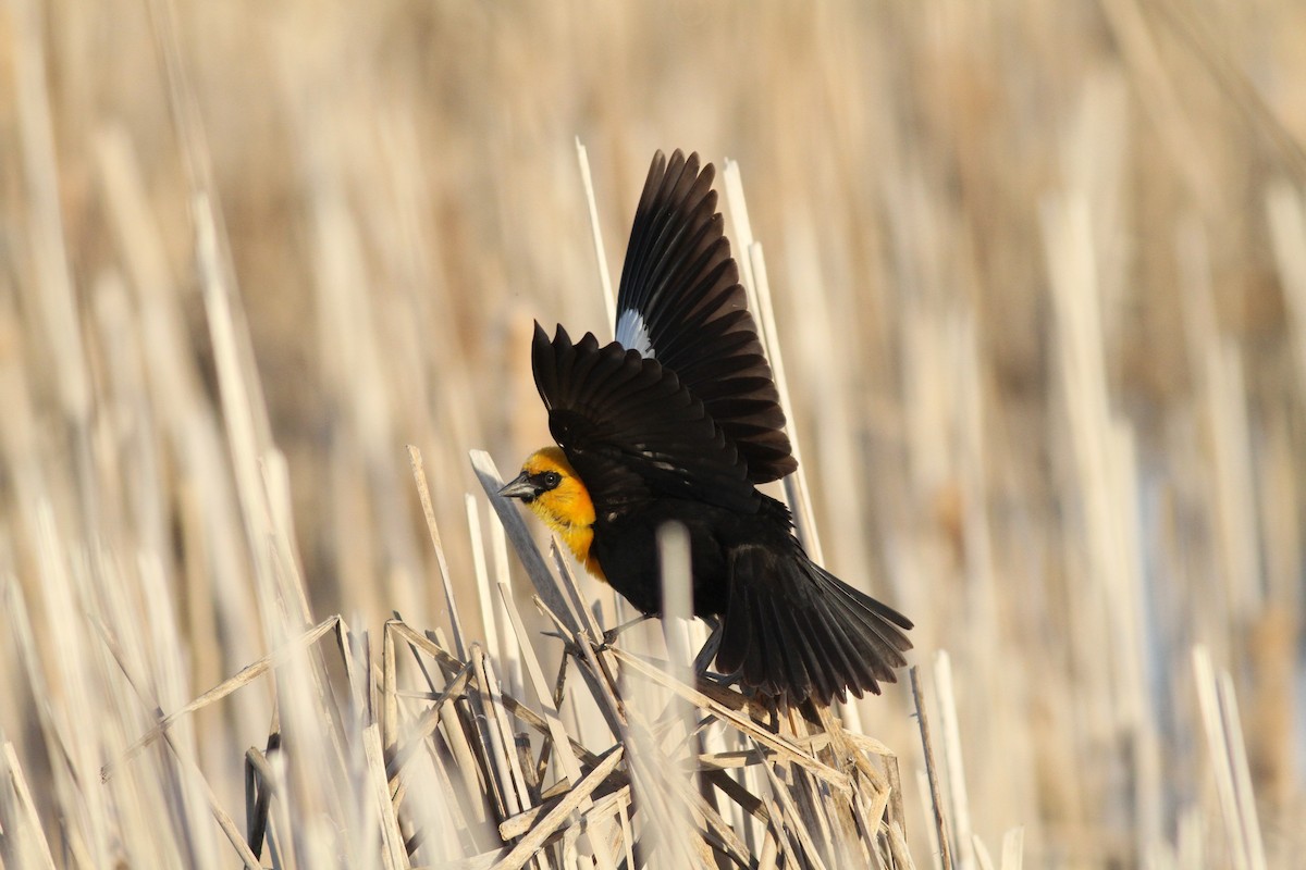 Yellow-headed Blackbird - ML446973941