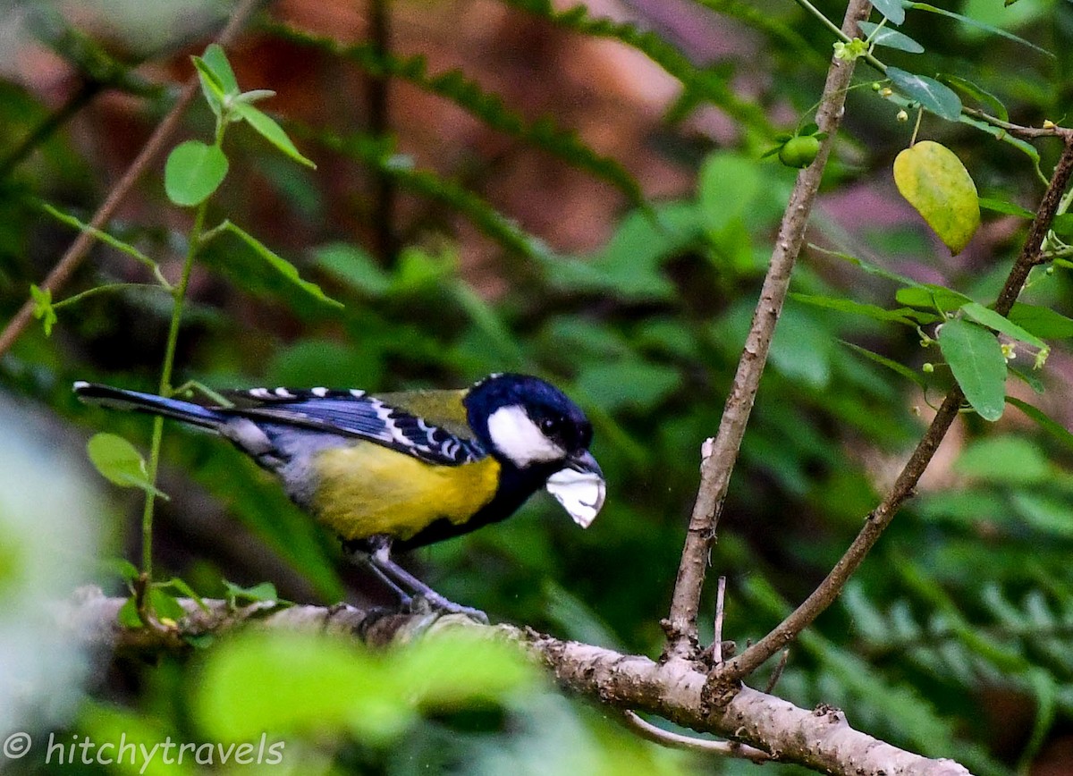 Green-backed Tit - ML446978621