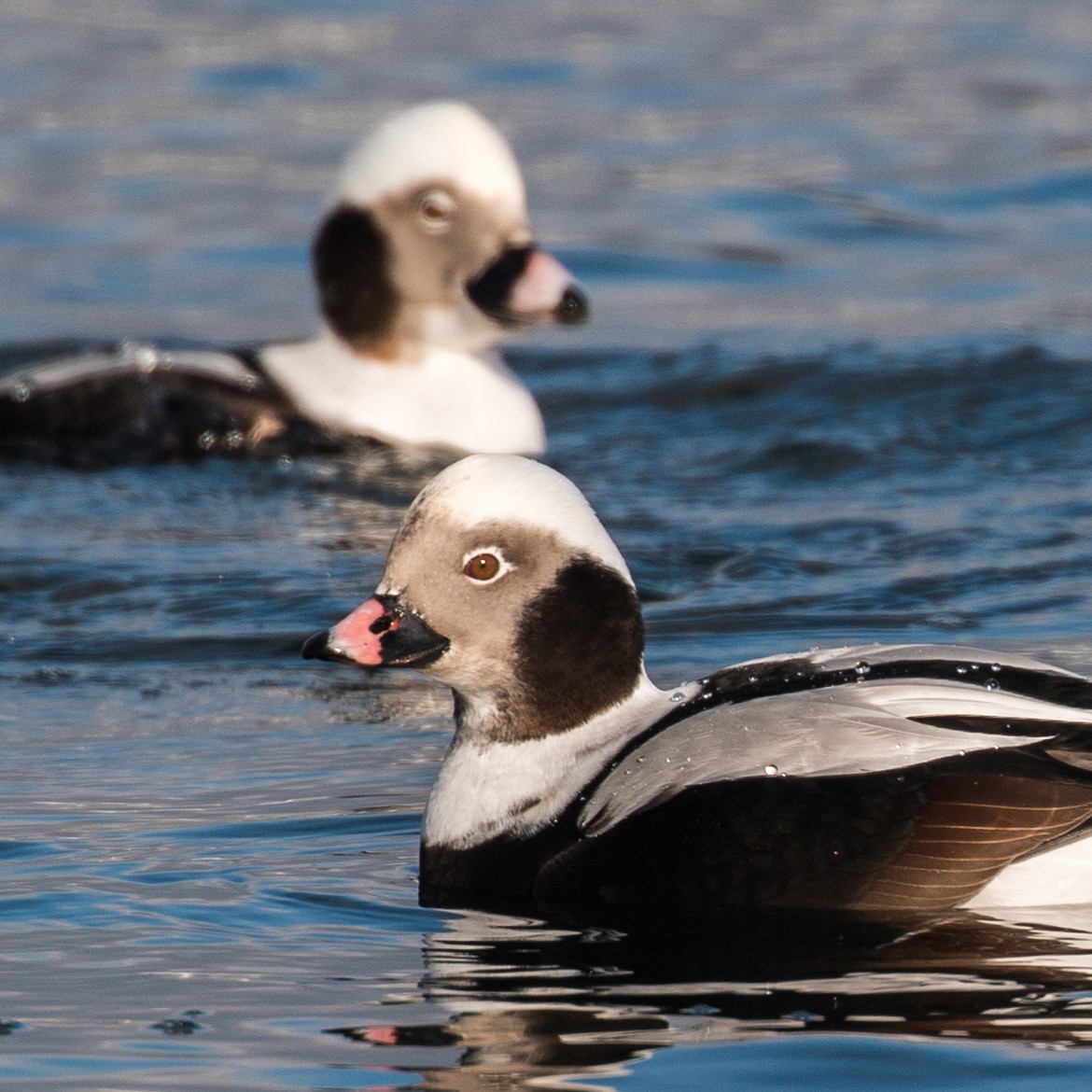 Long-tailed Duck - ML44698111