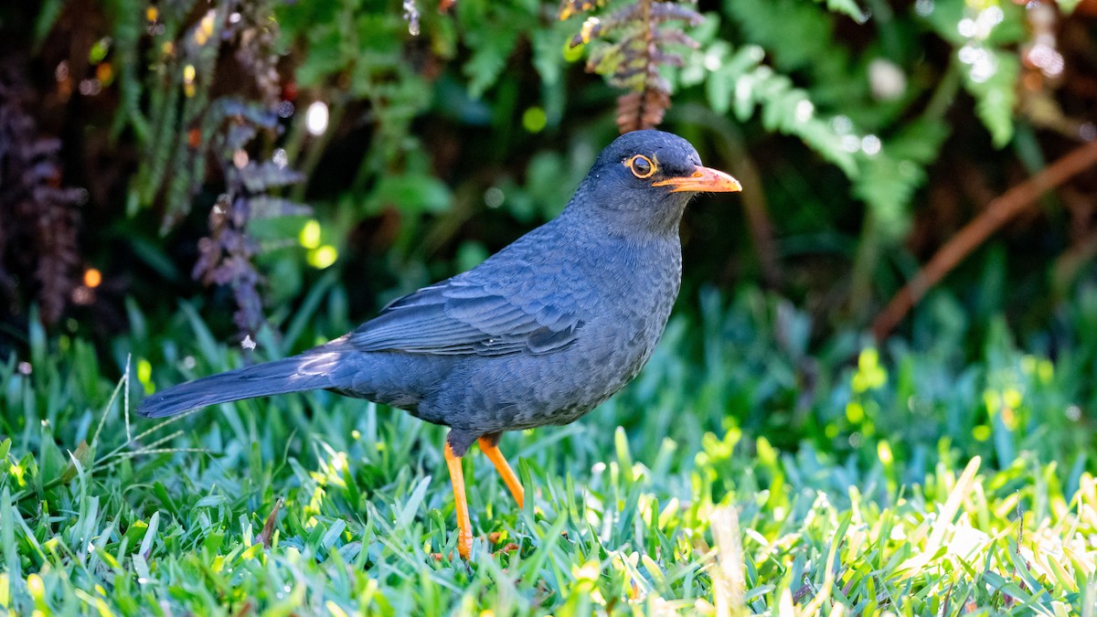 Indian Blackbird (Sri Lanka) - ML446987051