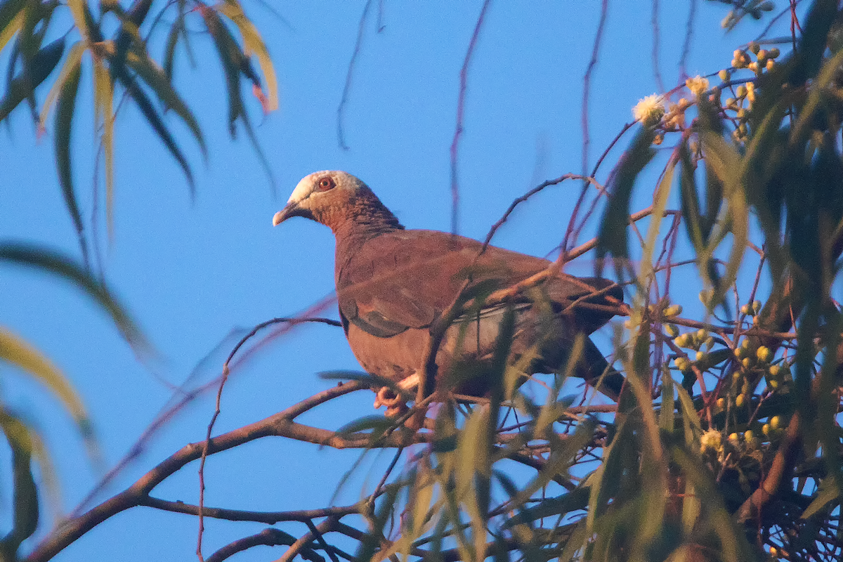 Pale-capped Pigeon - ML446988211