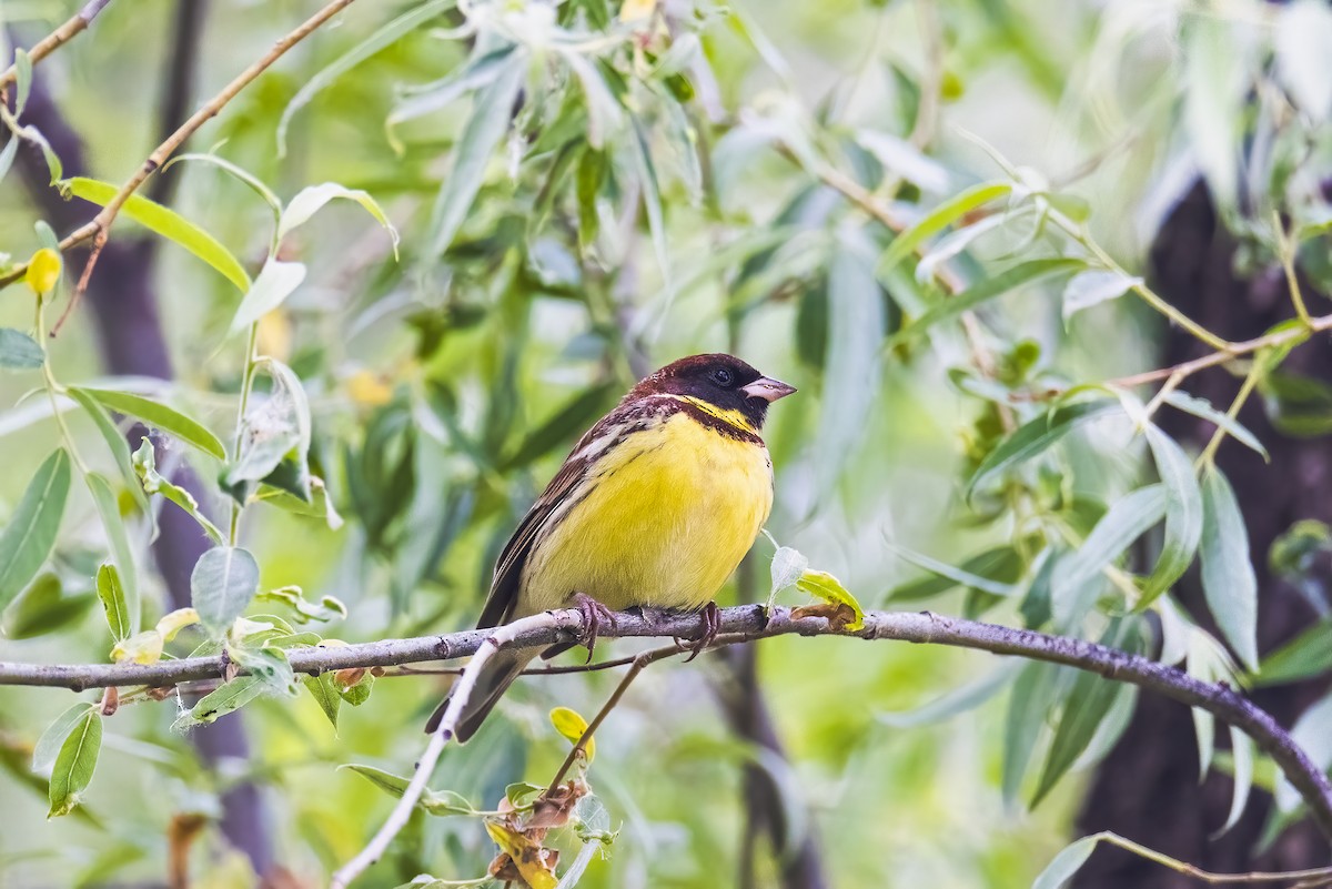 Yellow-breasted Bunting - ML446992851