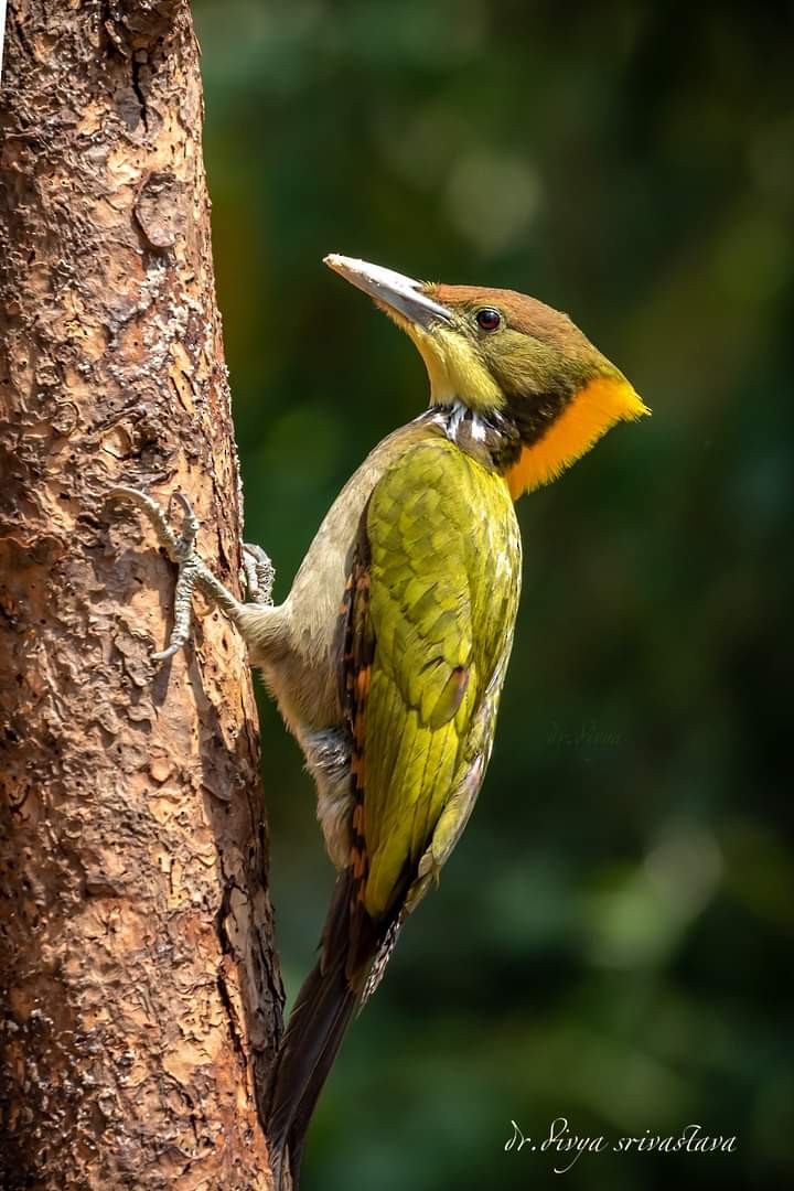 Greater Yellownape - ML446993101