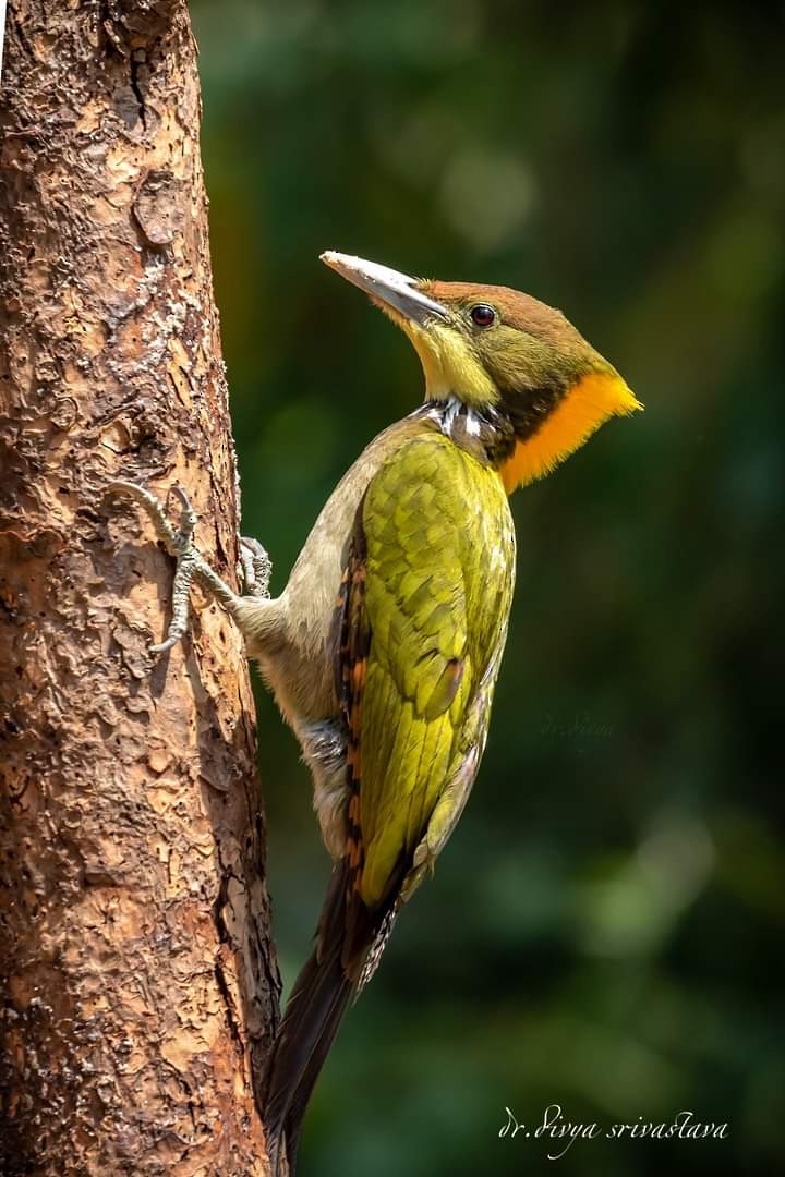 Greater Yellownape - divya srivastava