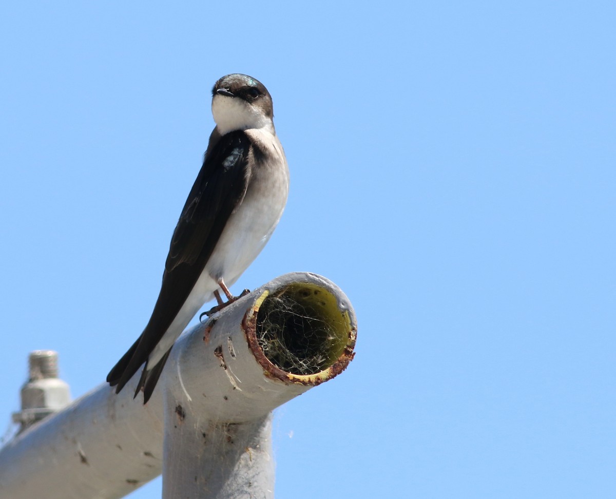 Tree Swallow - Hendrik Swanepoel