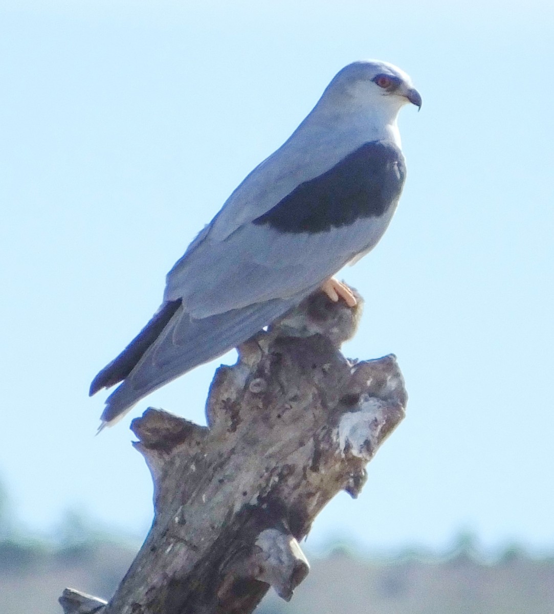 White-tailed Kite - Barbara Dye