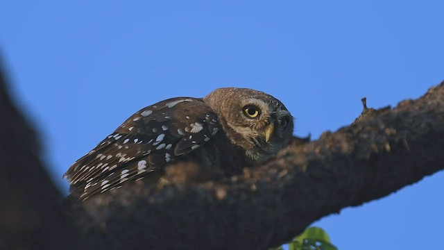 Forest Owlet - ML446998021