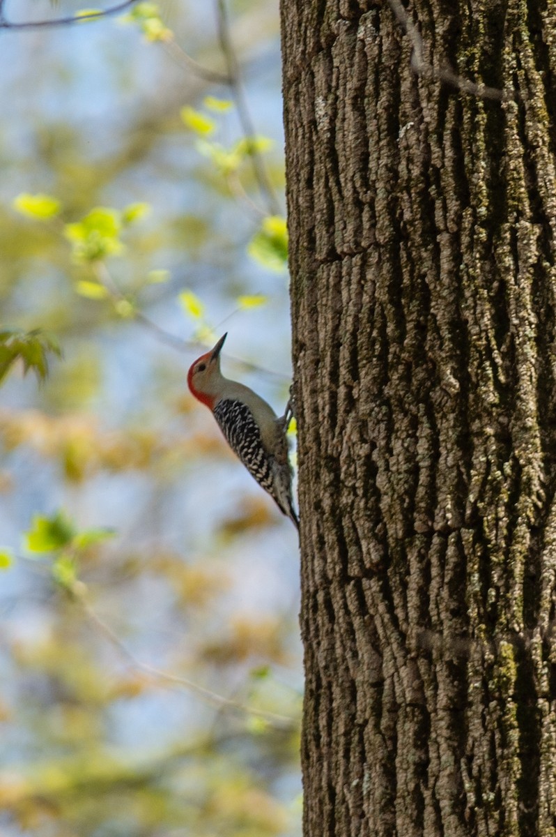 Red-bellied Woodpecker - ML446998231