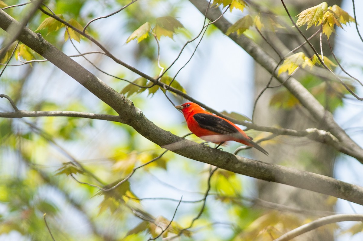 Scarlet Tanager - ML446998441