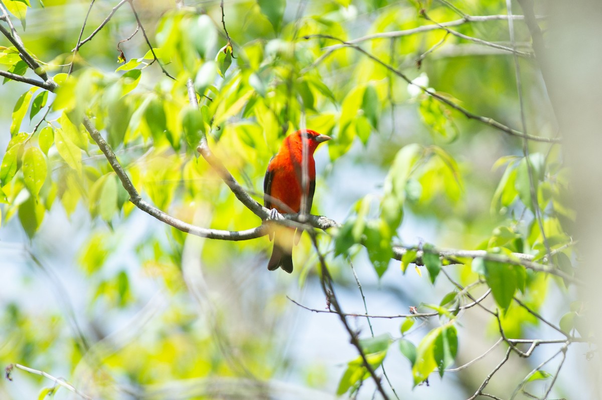 Scarlet Tanager - ML446998451