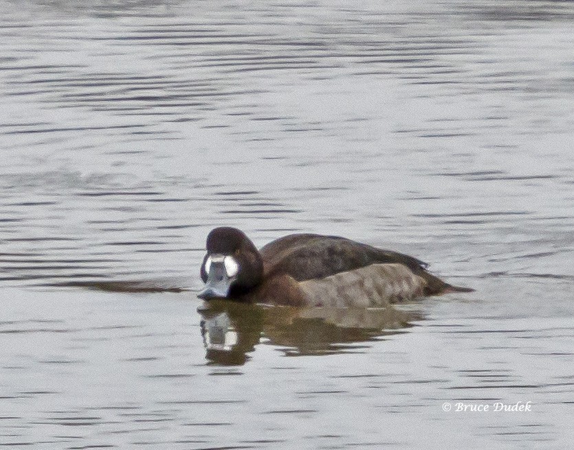 Greater Scaup - ML44699851