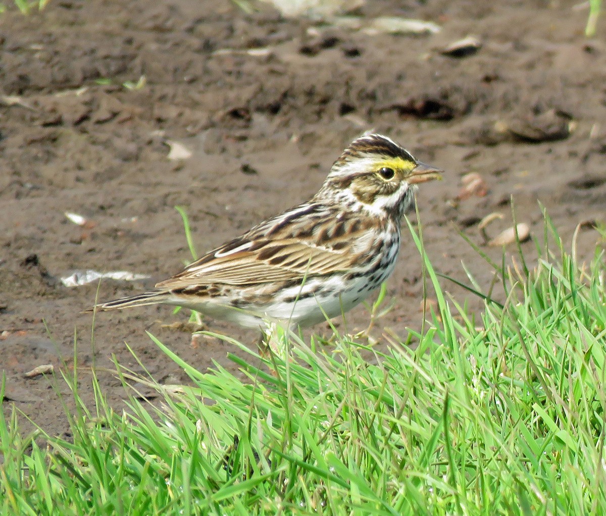 ML446999531 - Savannah Sparrow - Macaulay Library