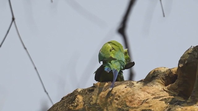 Plum-headed Parakeet - ML447001731