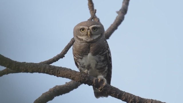 Forest Owlet - ML447003381
