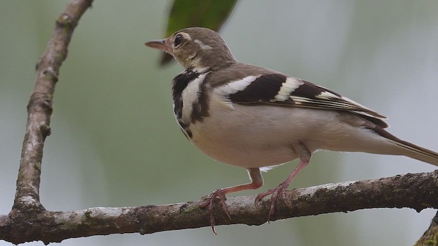 Forest Wagtail - ML447003871