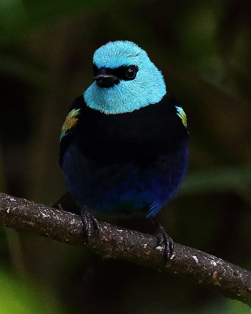 Blue-necked Tanager - Ryan Candee