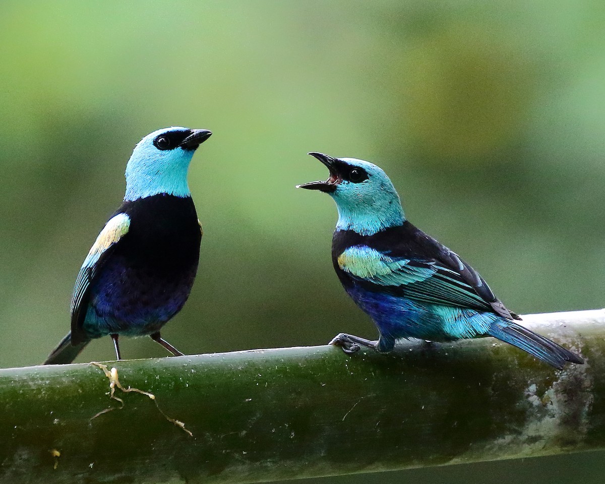 Blue-necked Tanager - Ryan Candee