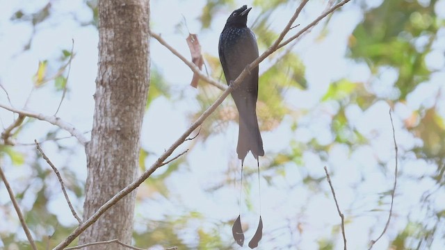 Greater Racket-tailed Drongo - ML447006791