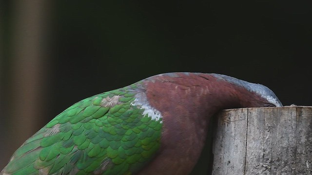 Asian Emerald Dove - ML447007301