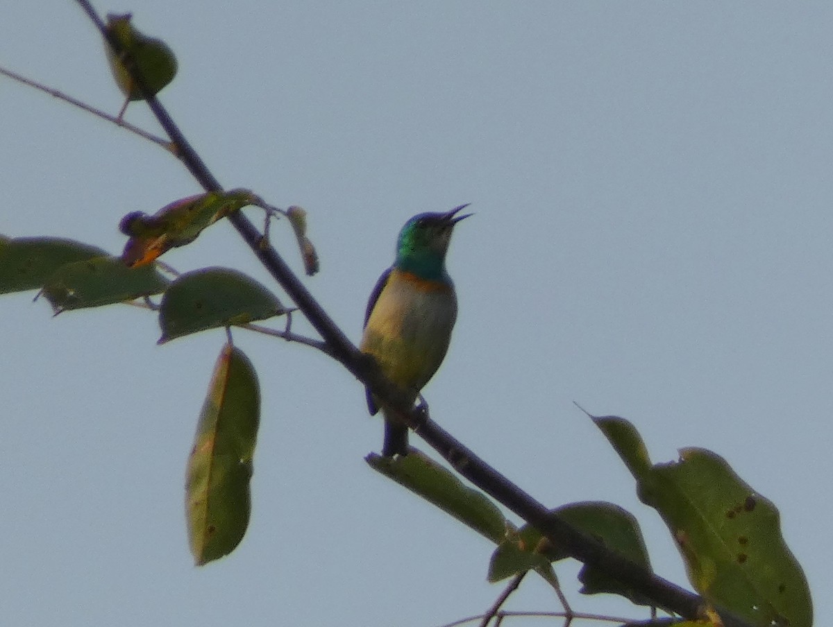 Green Sunbird (Gray-throated) - ML447007721