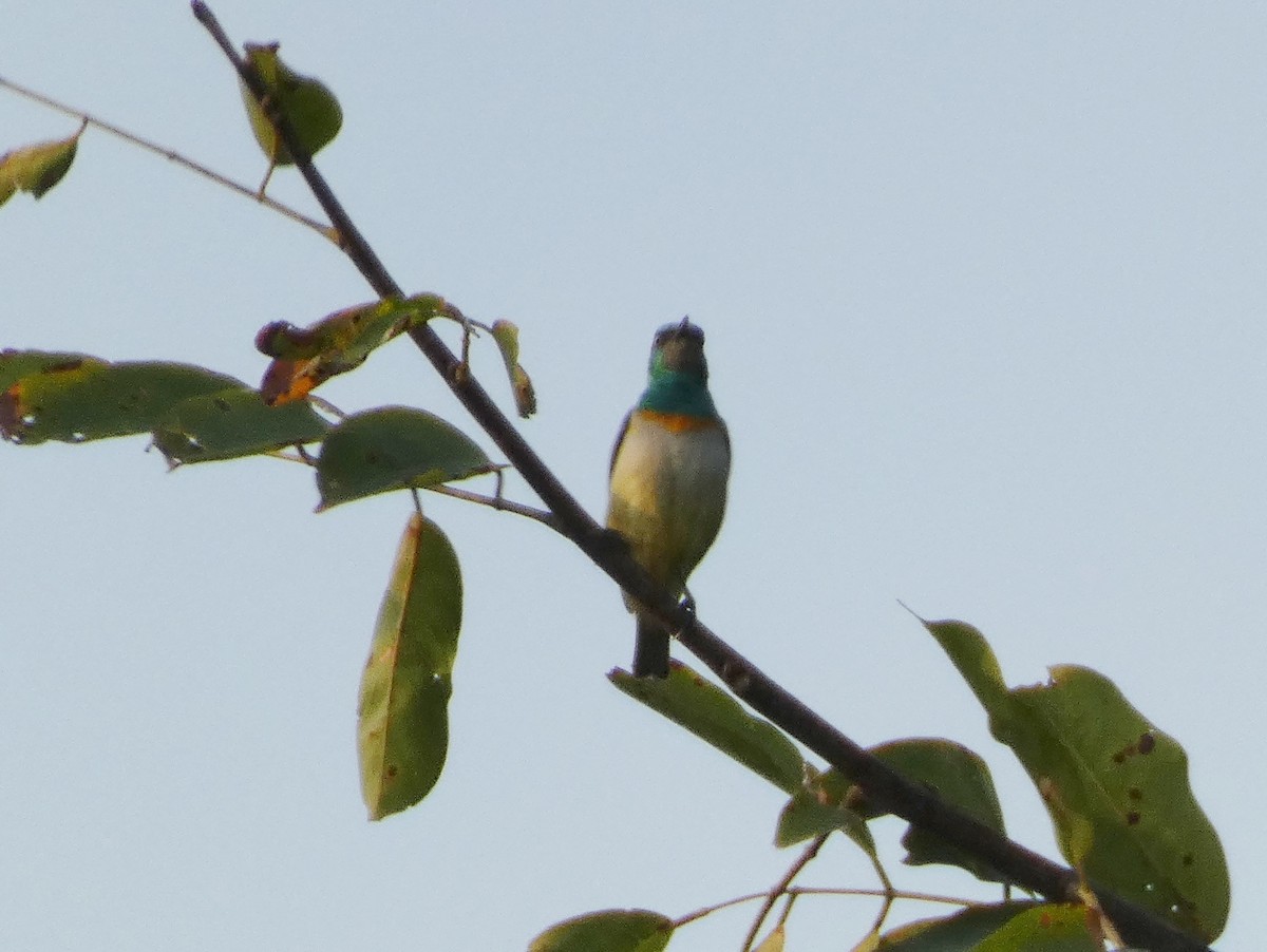 Green Sunbird (Gray-throated) - Tony King