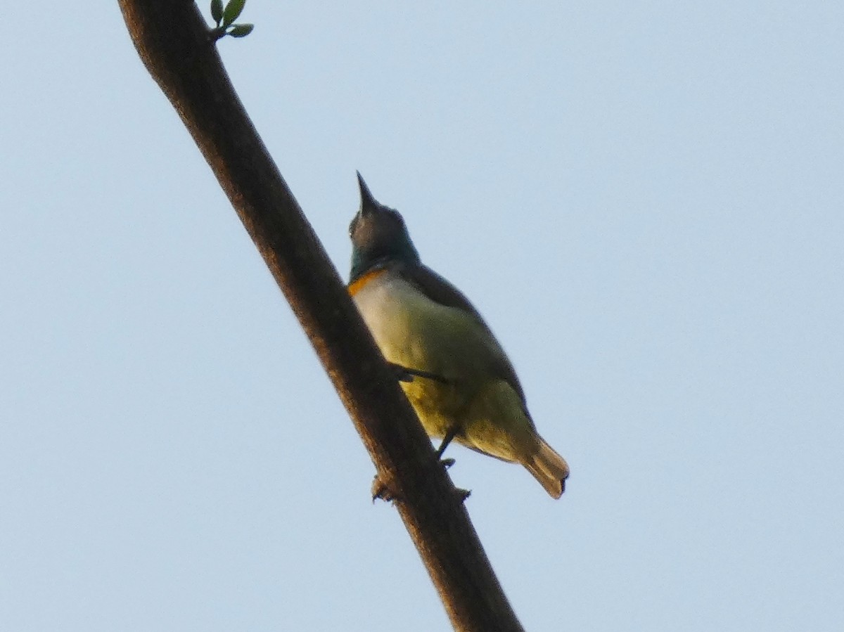 Green Sunbird (Gray-throated) - ML447008031