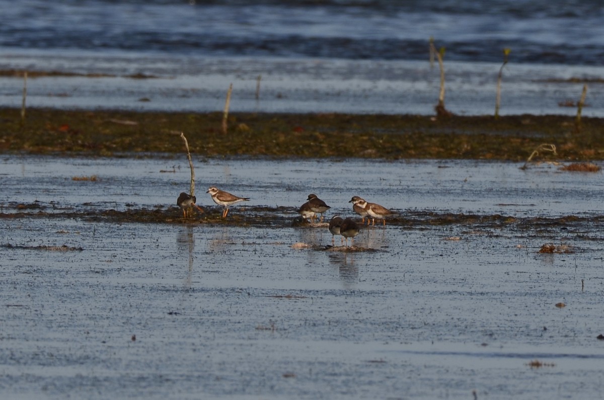 Semipalmated Plover - ML447010581