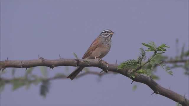 Striolated Bunting - ML447011401