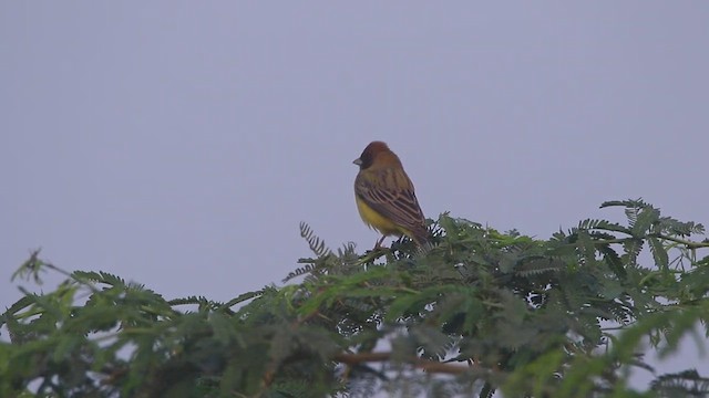 Red-headed Bunting - ML447011471