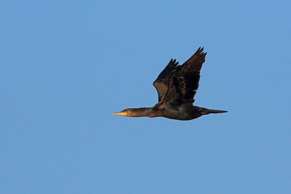 Great Cormorant (North Atlantic) - Nigel Voaden