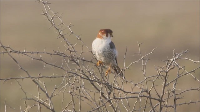 Red-necked Falcon - ML447013711