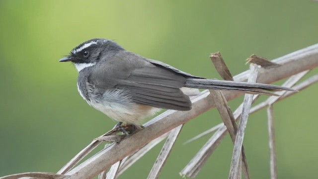 Spot-breasted Fantail - ML447014671