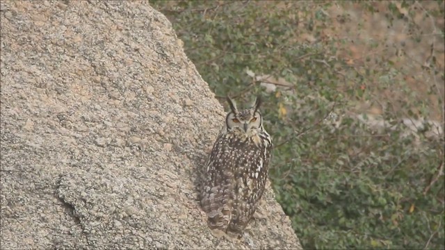 Rock Eagle-Owl - ML447015401