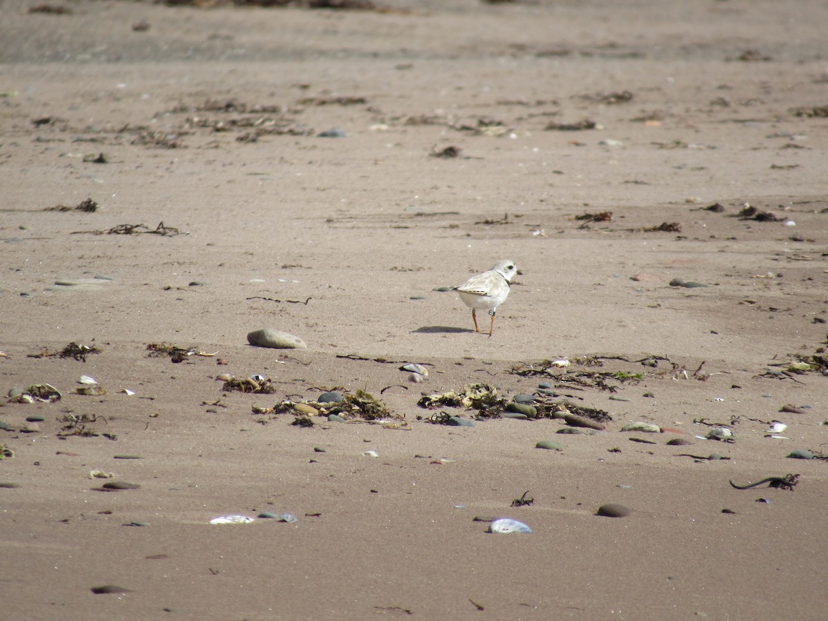Piping Plover - ML44701641