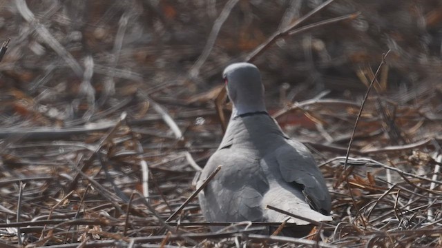 Eurasian Collared-Dove - ML447017051