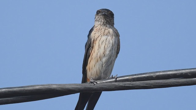 Red-rumped Swallow - ML447017071