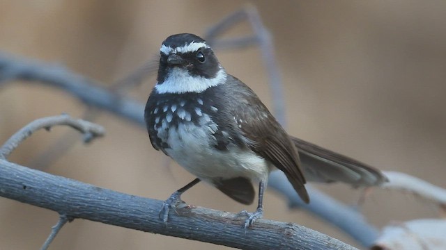 Spot-breasted Fantail - ML447017311