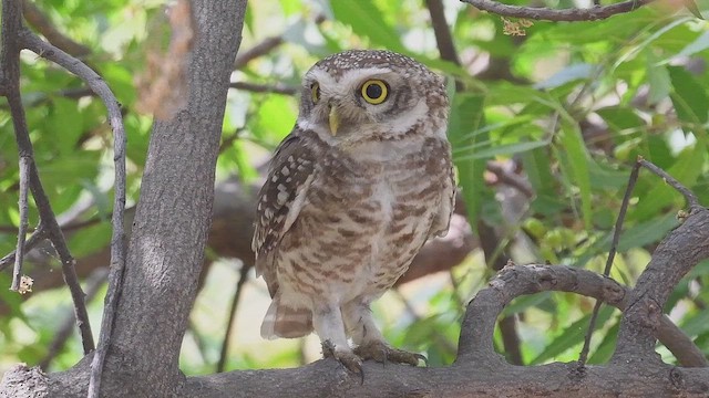 Spotted Owlet - ML447017581