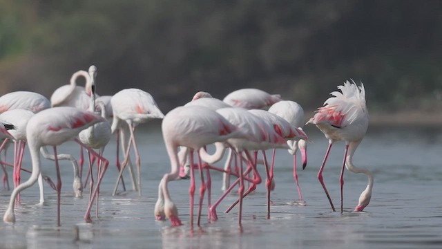 Greater Flamingo - ML447017631