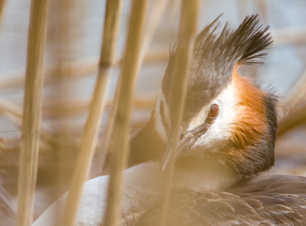 Great Crested Grebe - ML447019711