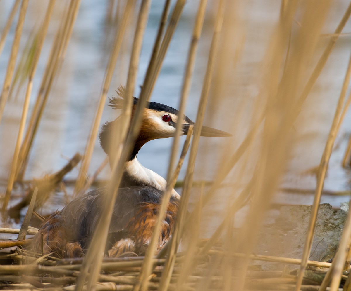 Great Crested Grebe - ML447019771