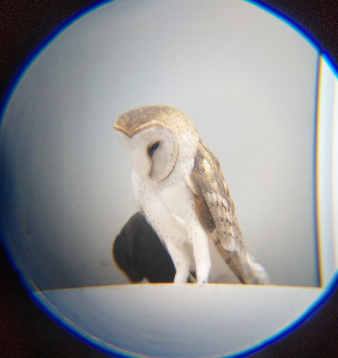 Barn Owl - Carolina Laztra