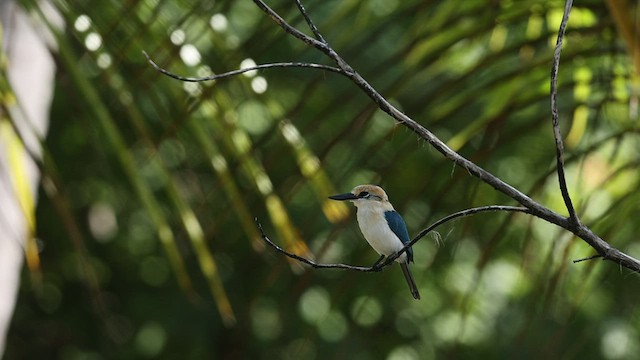 Tuamotu Kingfisher (Niau) - ML447028451