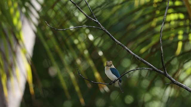 Tuamotu Kingfisher (Niau) - ML447028941